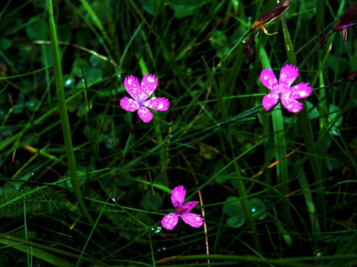 Chalet Lily *